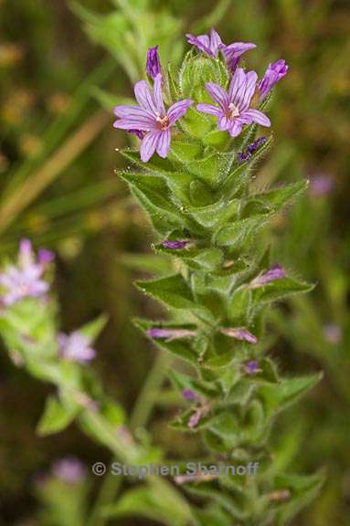 epilobium densiflorum 2 graphic